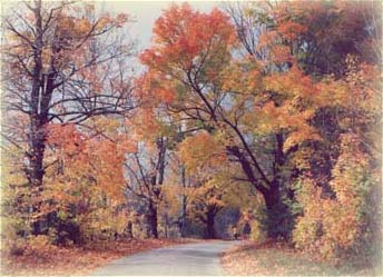 Fall Foliage in the Cherokee Mountains